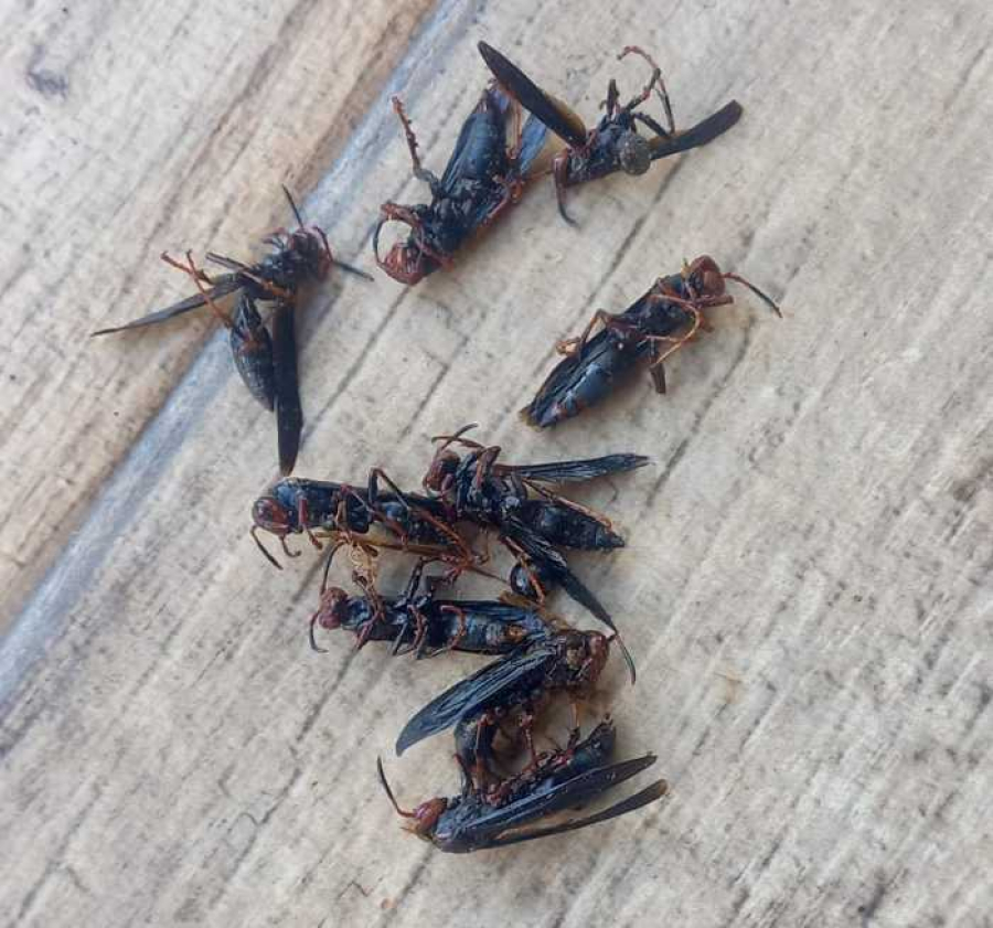 Ataque de marimbondos em Paraíso das Águas (MS) deixa homem hospitalizado 