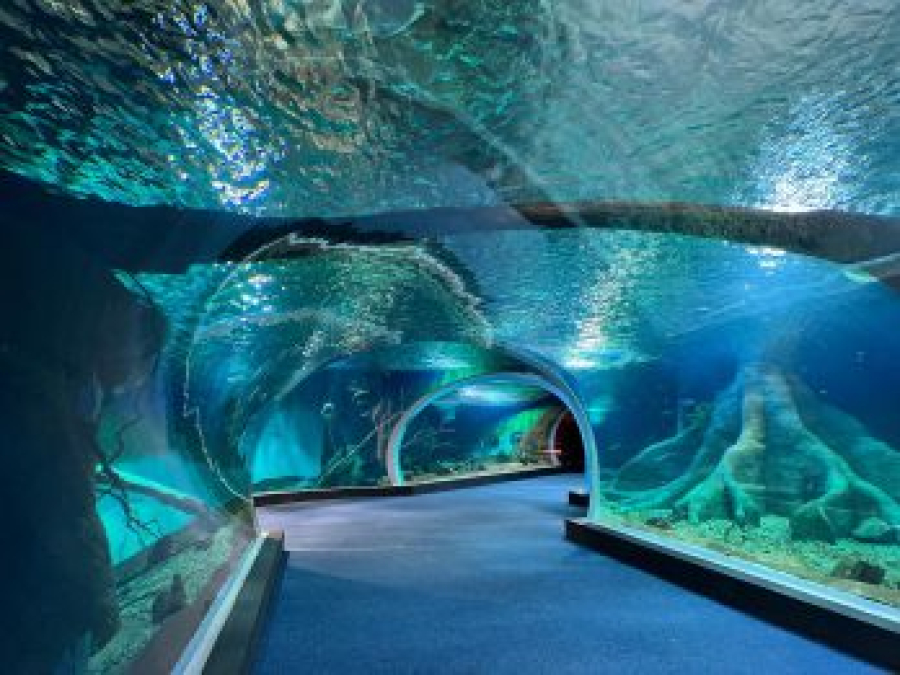 Bioparque Pantanal alcança feito inédito e coloca o Brasil na linha de frente da conservação de peixes