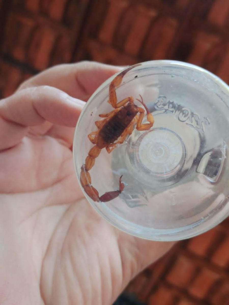 Calor e chuva aumentam casos de picadas de escorpião em Mato Grosso do Sul