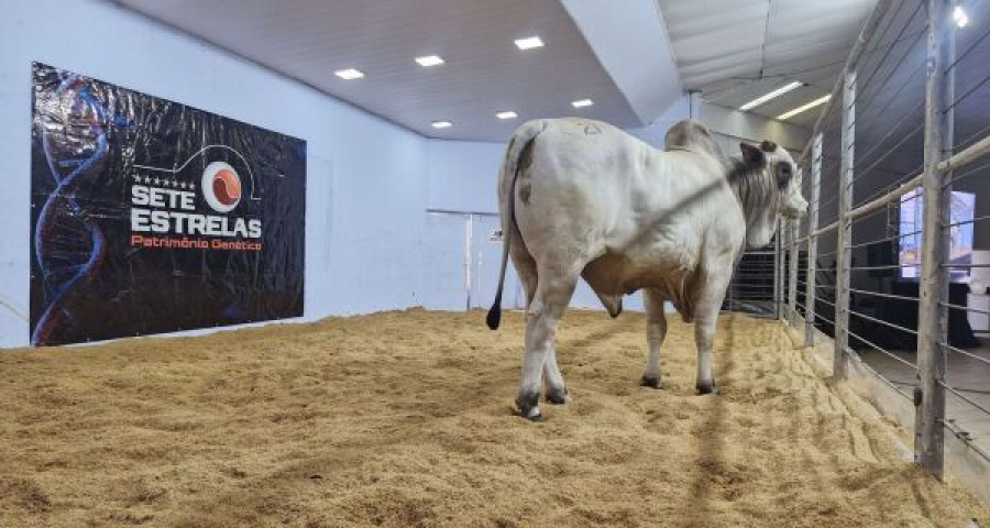 Expogrande 2026 bate recorde de R$ 854,5 milhões e impulsiona o agro em Mato Grosso do Sul