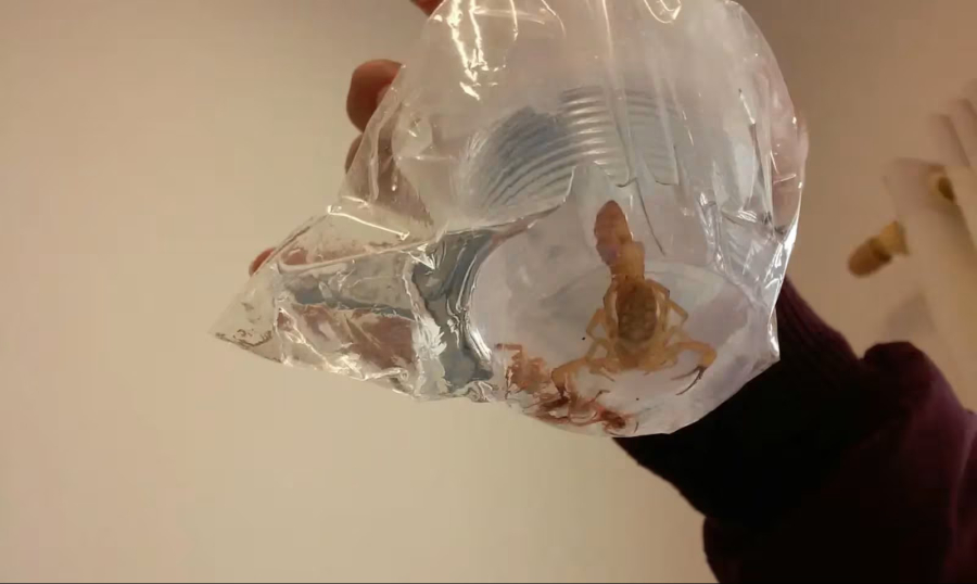 Minas Gerais lidera acidentes com escorpiões no Brasil