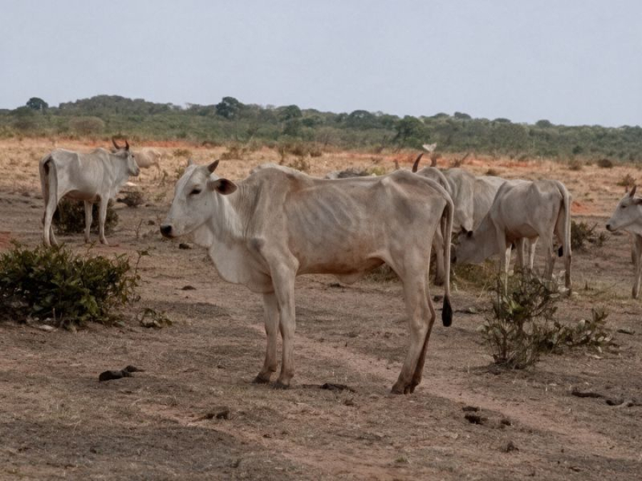Acordo prevê mais cuidados com bovinos e recuperação de pastagens em Paraíso das Águas